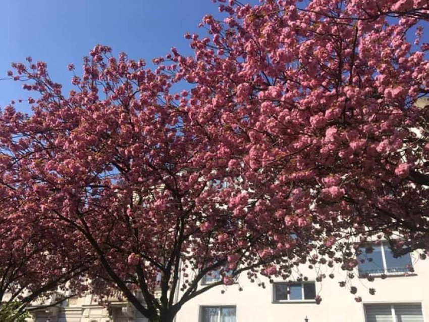 أشجار الكرز الوردية وحيدة في شوارع بون كورونا زائل ويبقى الجمال أخبار صحيفة الرؤية