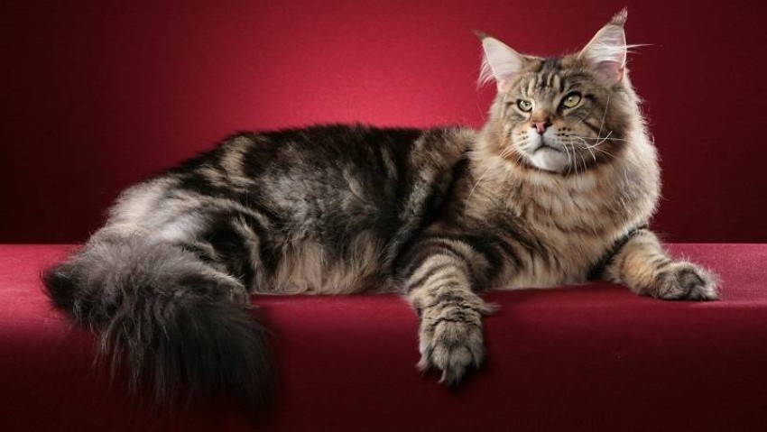 دليلك الكامل) أنواع القطط المنزلية والعناية المطلوبة - أخبار صحيفة الرؤية