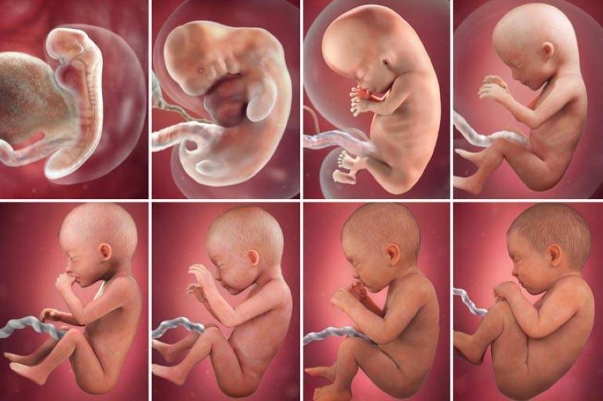 صور مراحل نمو الجنين خلال 40 أسبوعا أخبار صحيفة الرؤية