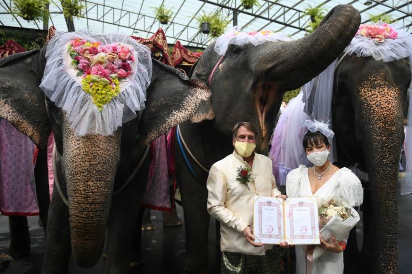 زفاف على ظهور الأفيال في تايلاند احتفاءً بـ«الفالنتين» - أخبار صحيفة الرؤية