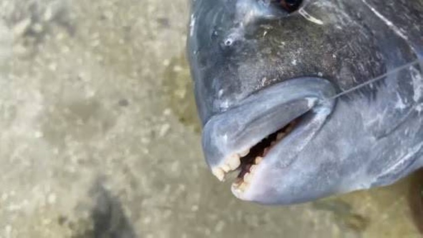 أمريكي يصطاد سمكة تشبه الحمار الوحشي وبأسنان بشرية - أخبار صحيفة الرؤية