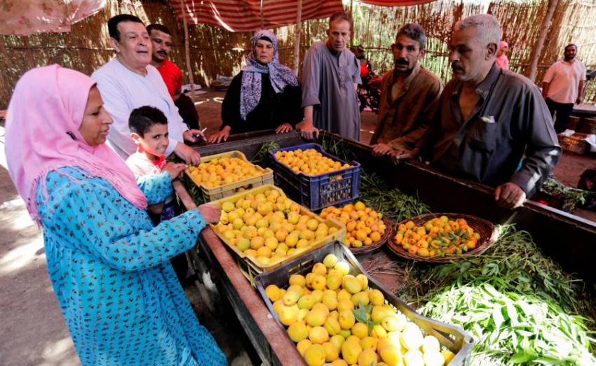 مصريون خلال شراء المشمش الذي أقبل موسمه وبدأ حصاده في محافظة القليوبية