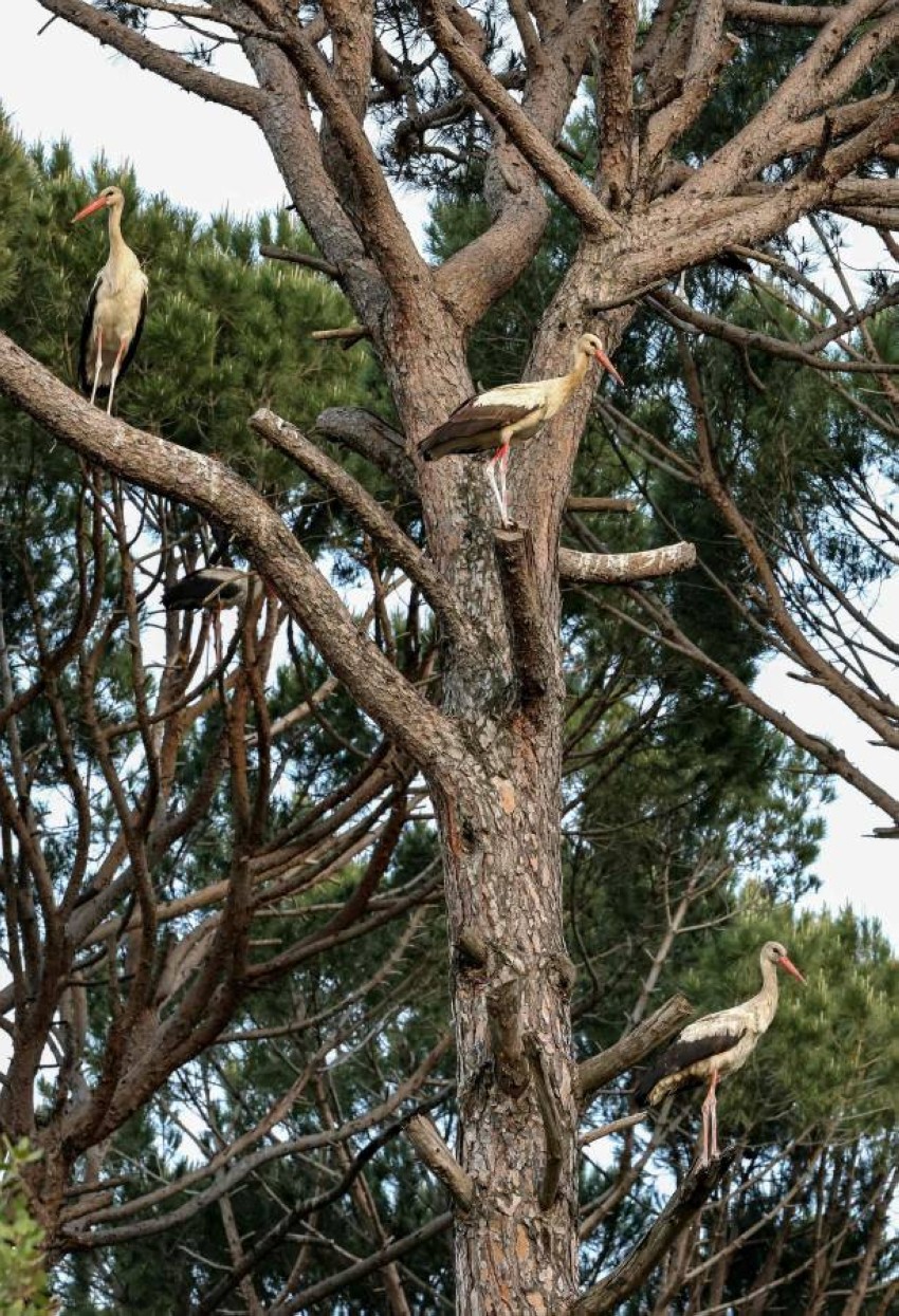 أحد اللقالق وهي تستريح على غصن شجرة صنوبر في قرية ميماس جنوب لبنان قبل رحلتها إلى أوروبا، تهاجر اللقالق إلى أوروبا في الربيع لتتكاثر هناك بداية كل موسم.