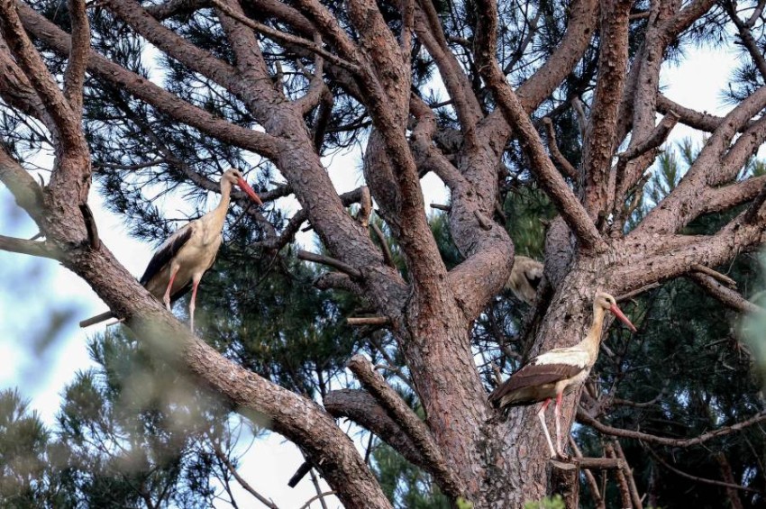 أحد اللقالق وهي تستريح على غصن شجرة صنوبر في قرية ميماس جنوب لبنان قبل رحلتها إلى أوروبا، تهاجر اللقالق إلى أوروبا في الربيع لتتكاثر هناك بداية كل موسم.
