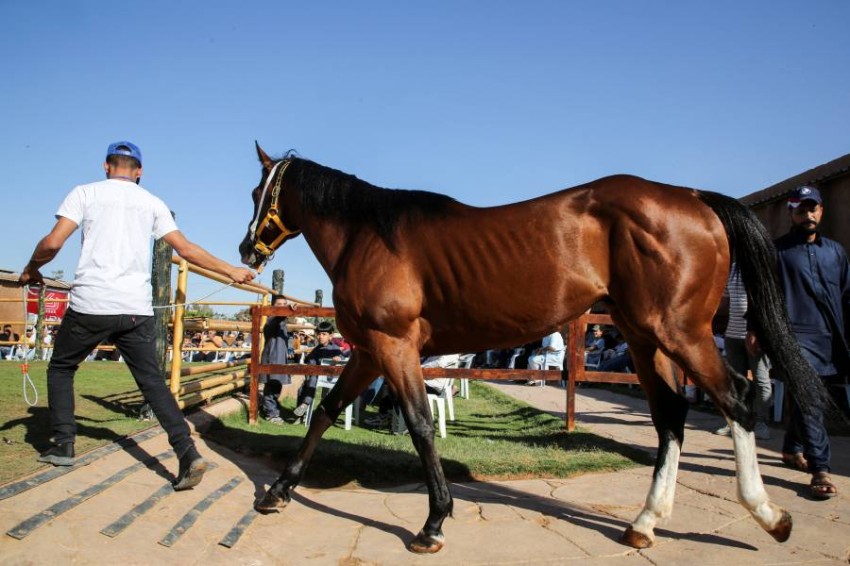 جانب من سباق ومزاد تم إقامته للخيول العربية الأصيلة في مصراته بليبيا