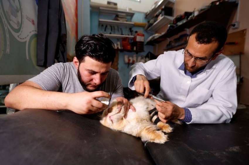 طبيب العظام محمد الخالدي يعالج قطة بكسر عظمي في مركزه الطبي في رفح جنوب قطاع غزة. حيث أدى الطلب المتزايد لعلاج كسور الماشية لتحول بعض أطبة العظام لعلاج الحيوانات المصابة