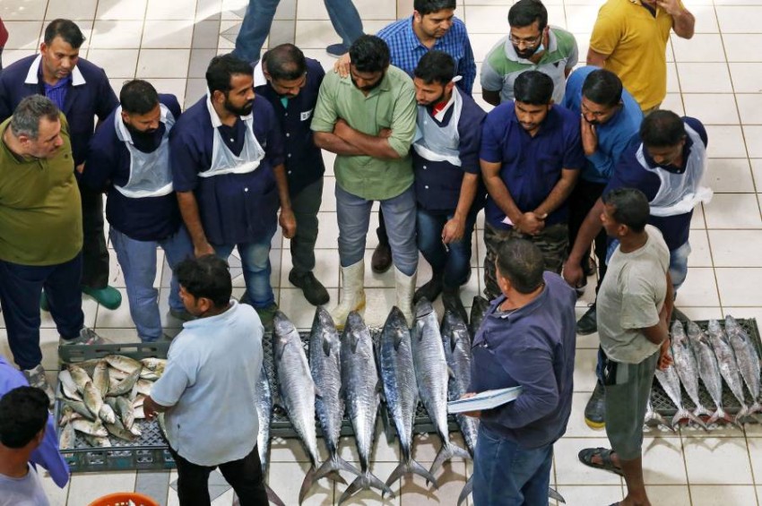 متسوقوقن يتفقدون أنواع الأسماك المختلفة عرضها باعة وصيادين بسوق السمك بالكويت