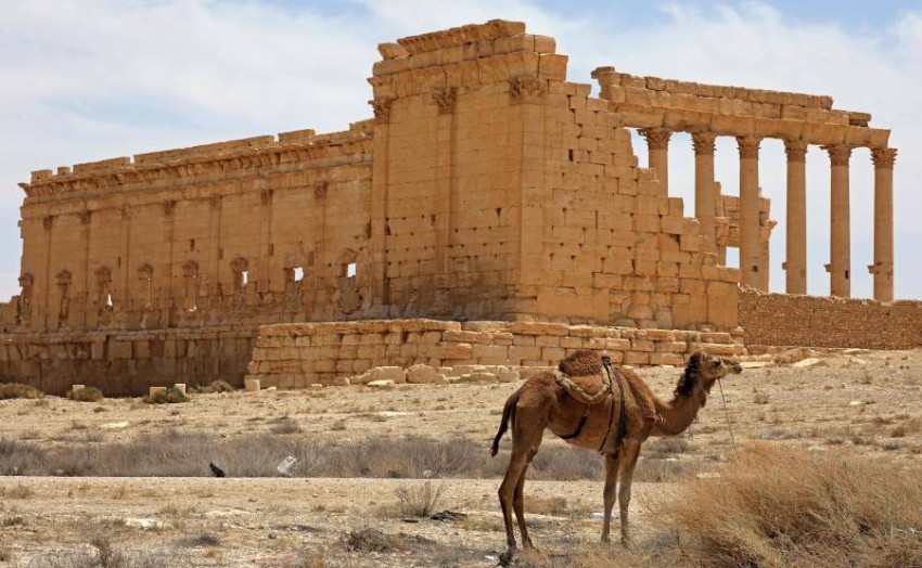 جمل يقف أمام معبد بل في أطلال تدمر الأثرية بسوريا